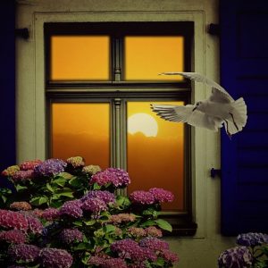 birds flying into windows