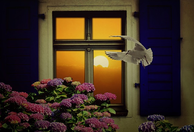 birds flying into windows