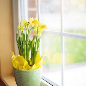 plant in window to prevent birds hitting window